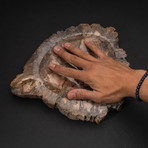 Genuine Polished Petrified Wood Bowl