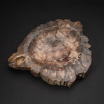 Genuine Polished Petrified Wood Bowl