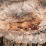 Genuine Polished Petrified Wood Bowl