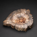 Genuine Polished Petrified Wood Bowl