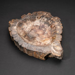 Genuine Polished Petrified Wood Bowl