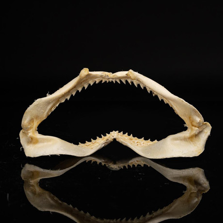 Genuine Black Tip Shark Jaw // Medium