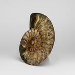 Genuine Polished Calcified Ammonite Slice