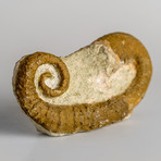 Genuine Heteromorph Ammonite in Matrix