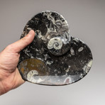 Genuine Polished Heart Shaped Orthoceras Fossil Dish