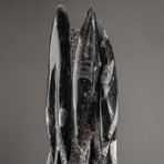 Genuine Polished Orthoceras Fossil Statue // V2