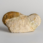 Genuine Heteromorph Ammonite in Matrix