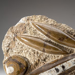 Genuine Polished Orthoceras Fossil Plate // V1