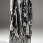 Genuine Polished Orthoceras Fossil Statue // V2