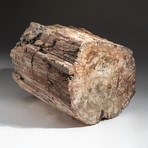 Genuine Polished Petrified Wood Log