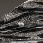 Genuine Polished Orthoceras Fossil Plate // V3