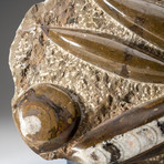 Genuine Polished Orthoceras Fossil Plate // V1