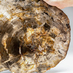 Natural Polished Petrified Wood Slice