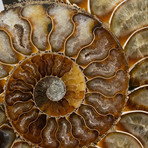 Genuine Polished Calcified Ammonite Slice