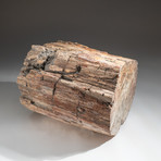Genuine Polished Petrified Wood Log