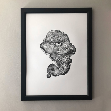 Cypress from Ireland