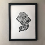 Cypress from Ireland