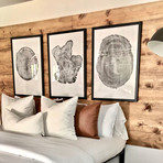 Set of Three Large Tree Ring Prints
