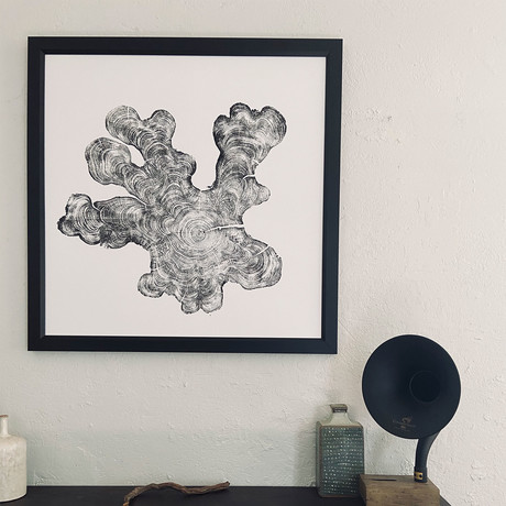 Cypress from Florida