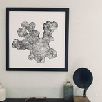 Cypress from Florida