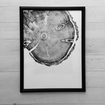 Knotted Pine from Albion Basin