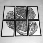 Sugar Maple // Set of 6