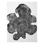 Black Locust from Ohio