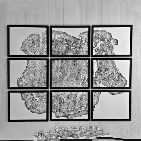 Big Leaf Maple // Set of 9