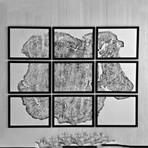 Big Leaf Maple // Set of 9