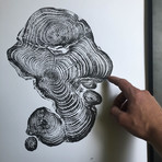 Cypress from Ireland