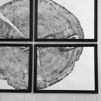 Sundance Pine //  Set of 4