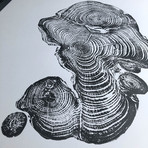 Cypress from Ireland