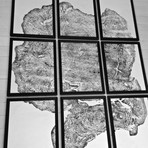 Big Leaf Maple // Set of 9