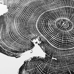 Black Locust from Ohio