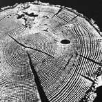 Ozark Oak on Black Paper