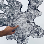 Cypress from Florida