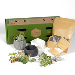 Living Décor 3-Pack Succulent DIY Kits // Neutral