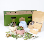 Living Décor 3-Pack Succulent DIY Kits // Colorful