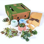 Living Décor 4-Pack Succulent DIY Kits // Colorful