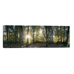 Trees in a Forest, Black Forest, Freiburg im Breisgau, Baden-Wurttemberg, Germany // Panoramic Images (60"W x 20"H x 0.75"D)