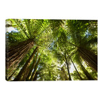 Tree Fern Forest Near Haast Pass, New Zealand // Colin Monteath