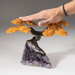 The Money Tree // Custom Citrine Clustered Gemstone Tree on Amethyst Matrix // V13