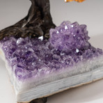 The Money Tree // Custom Citrine Clustered Gemstone Tree on Amethyst Matrix // V15