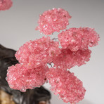 The Comfort Tree // Custom Rose Quartz Clustered Gemstone Tree on Citrine Matrix // V4