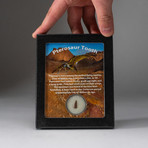 Genuine Pterosaur Tooth in Display Box