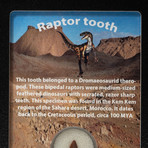 Genuine Raptor Tooth in Display Box