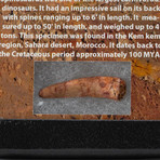 Genuine Spinosaur Tooth in Display Box