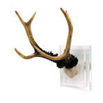 Resin Antlers // Glass Mount