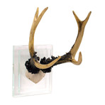 Resin Antlers // Glass Mount