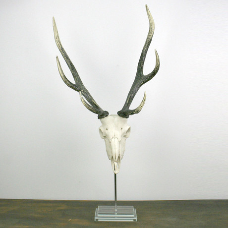 Resin Deer Skull // Glass Base